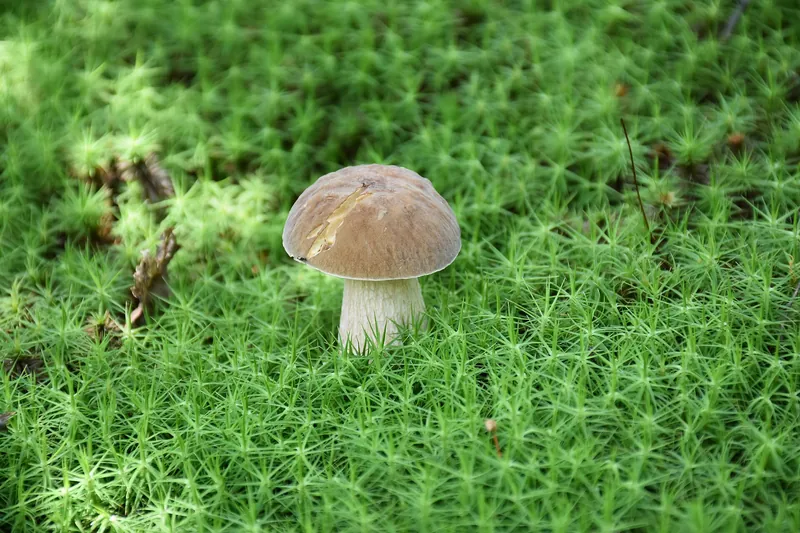 Penny Bun — photograph
