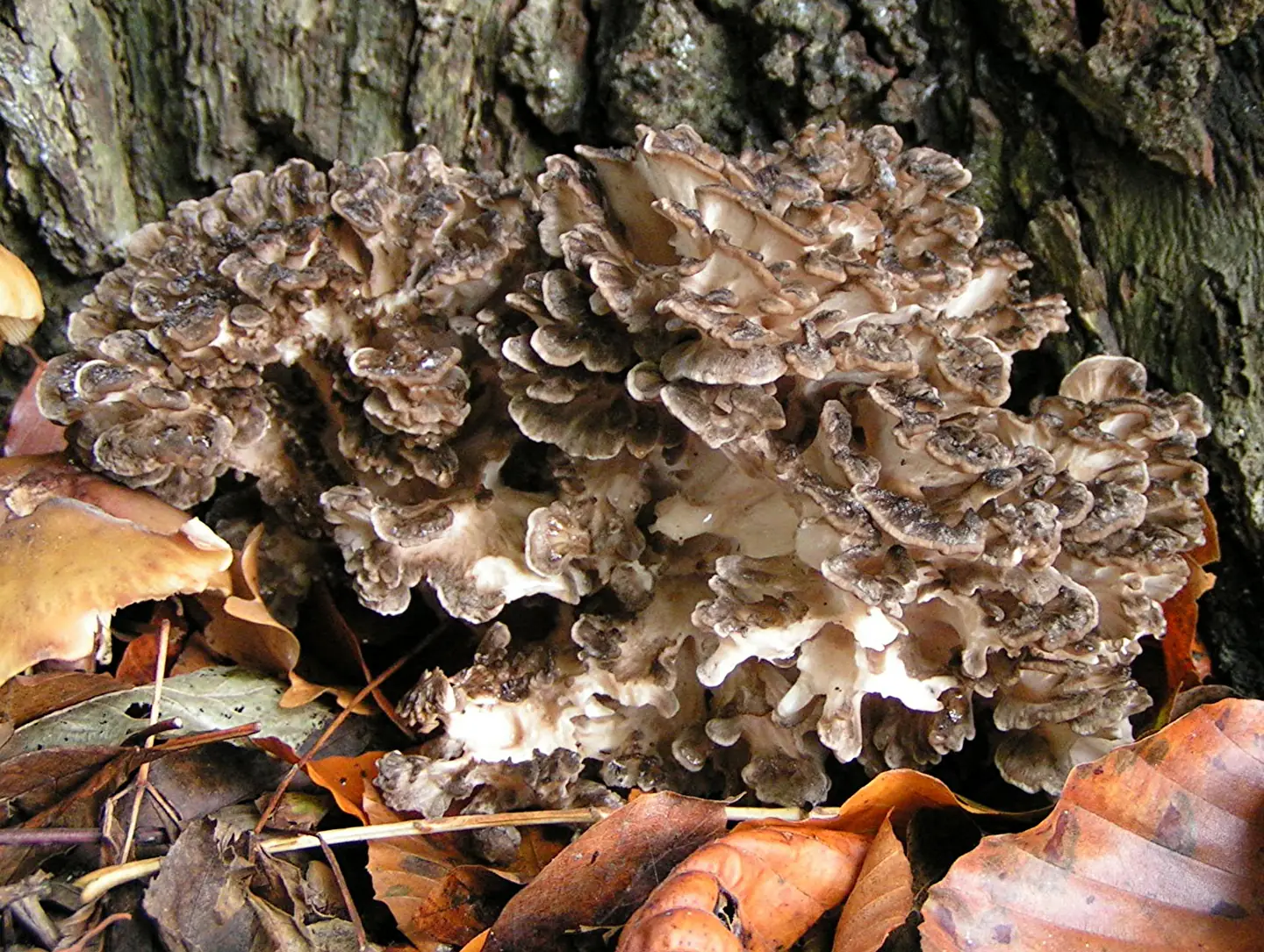 Hen of the Woods — photograph