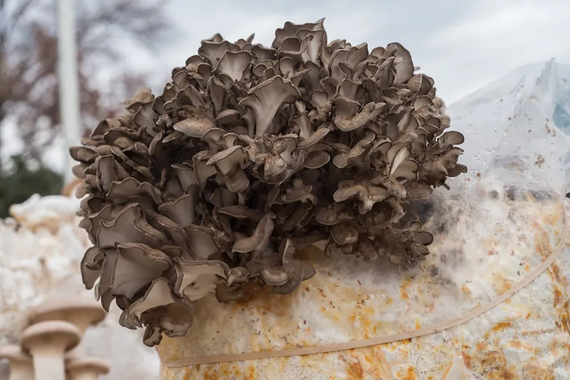 Hen of the Woods — photograph