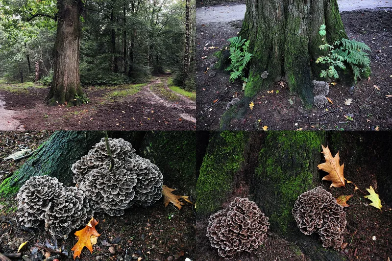 Hen of the Woods — photograph
