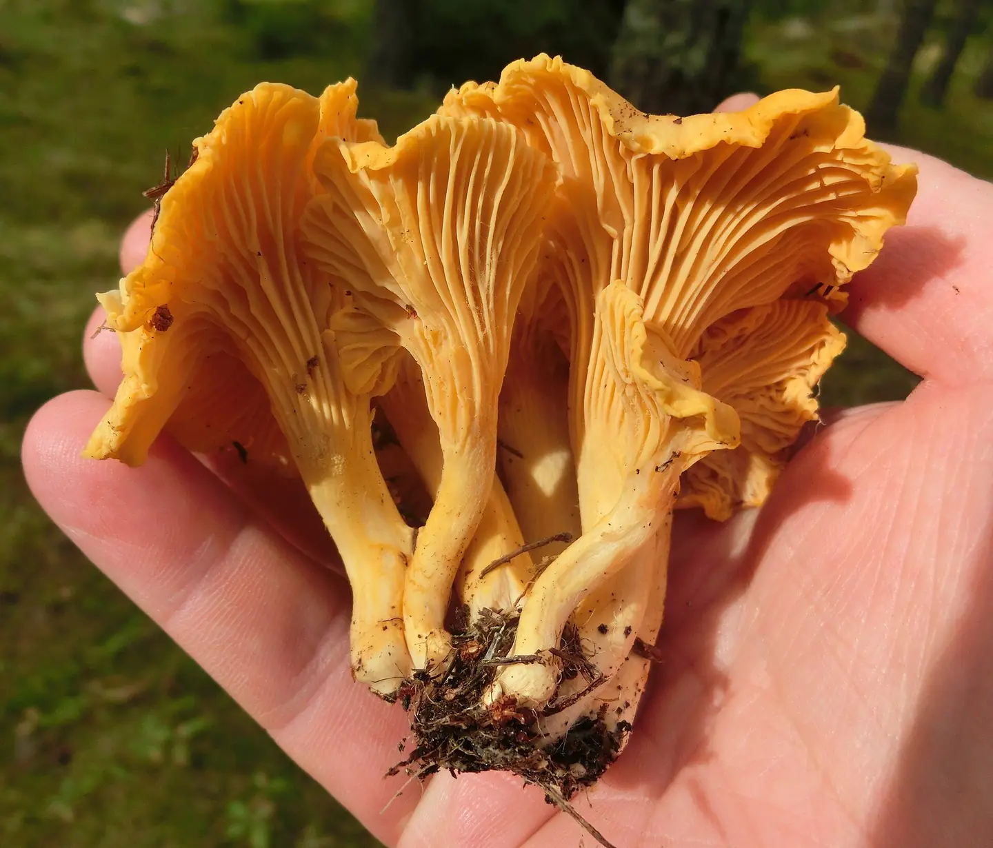 Chanterelle — photograph