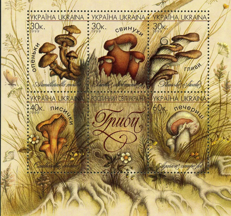 Chanterelle — photograph