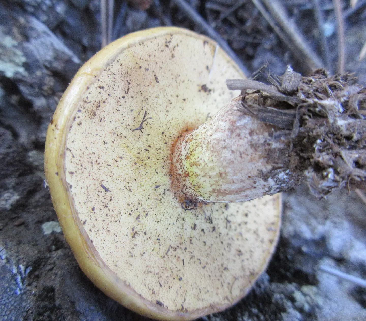 Weeping Bolete — photograph