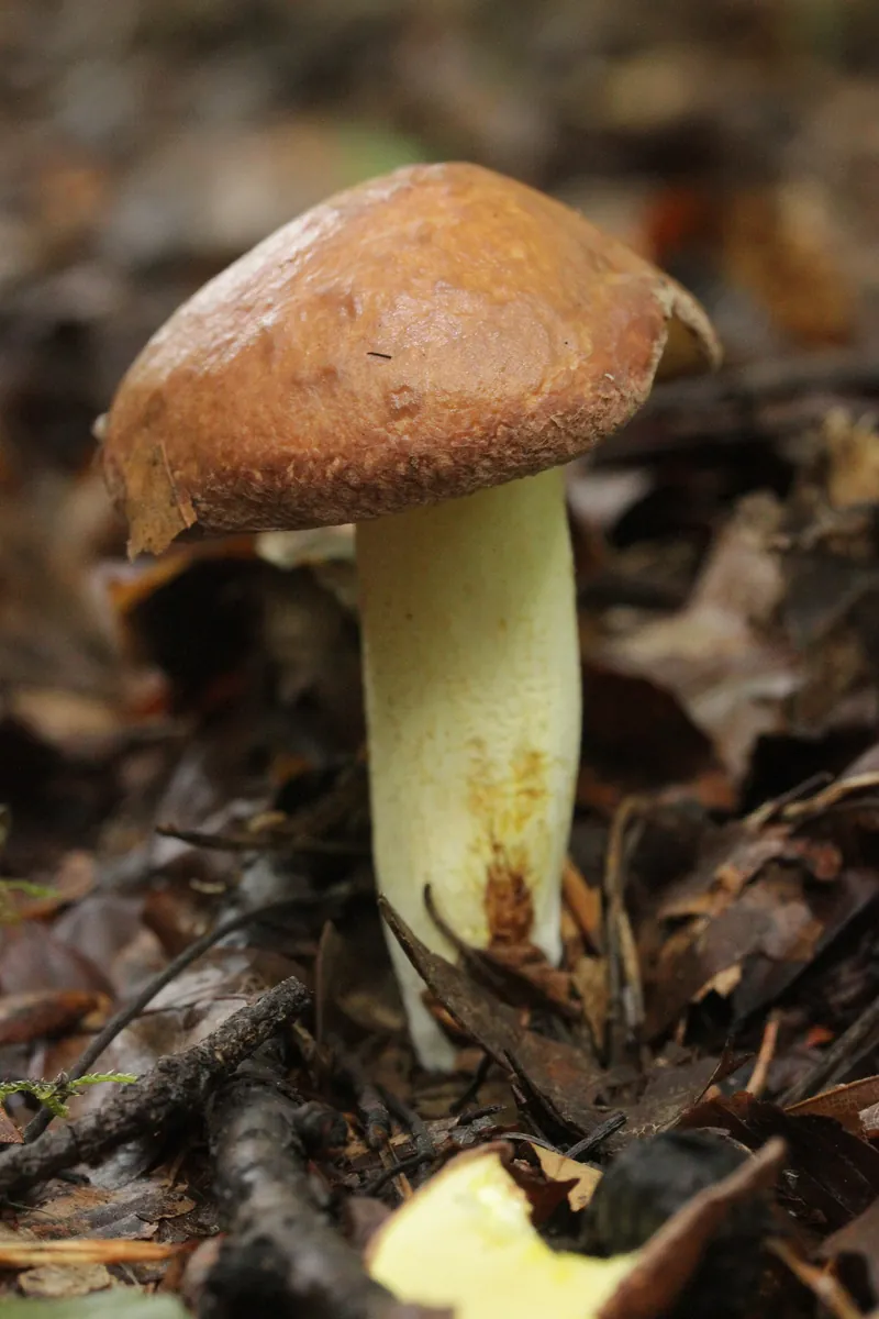 Weeping Bolete — photograph