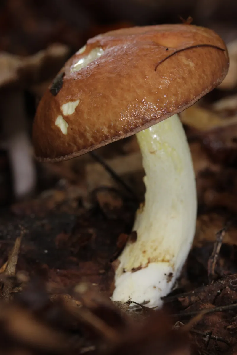 Weeping Bolete — photograph