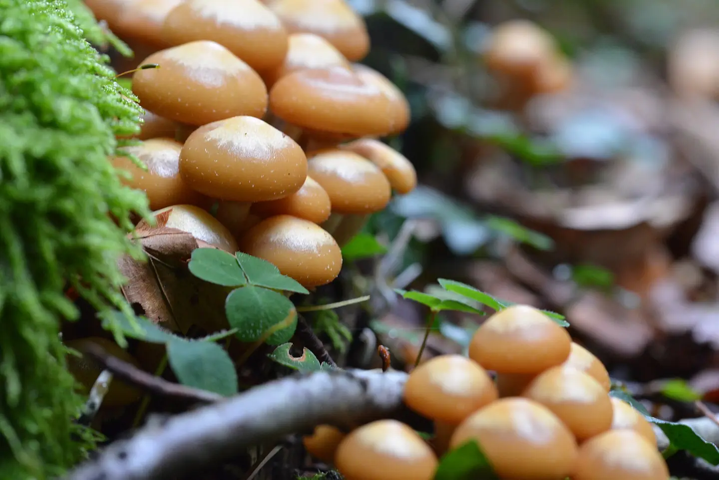 Sheathed Woodtuft — photograph