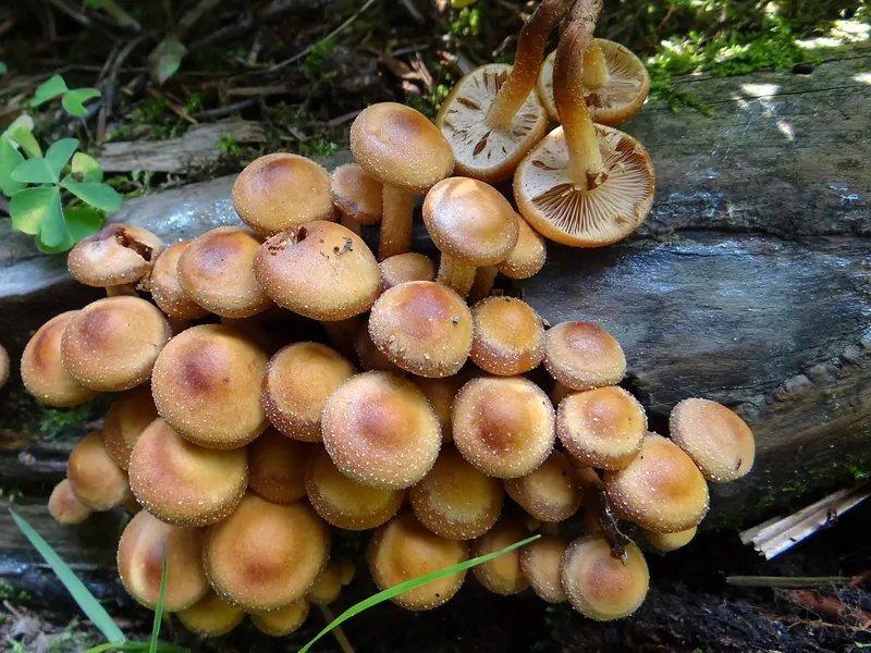 Sheathed Woodtuft — photograph