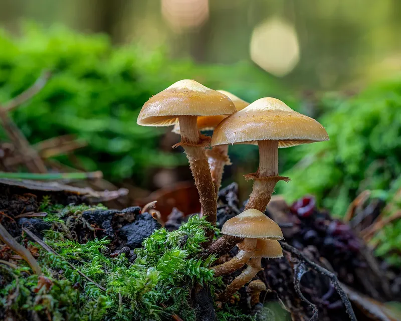 Sheathed Woodtuft — photograph