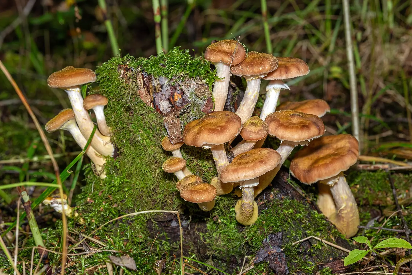 Honey Fungus — photograph