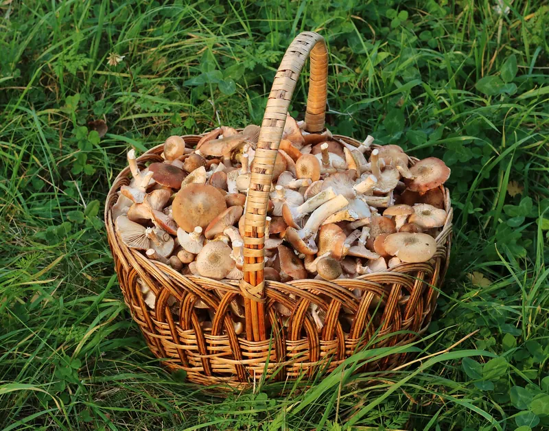 Honey Fungus — photograph