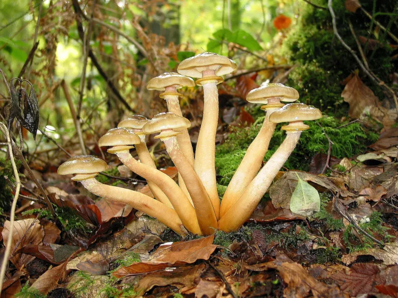 Honey Fungus — photograph