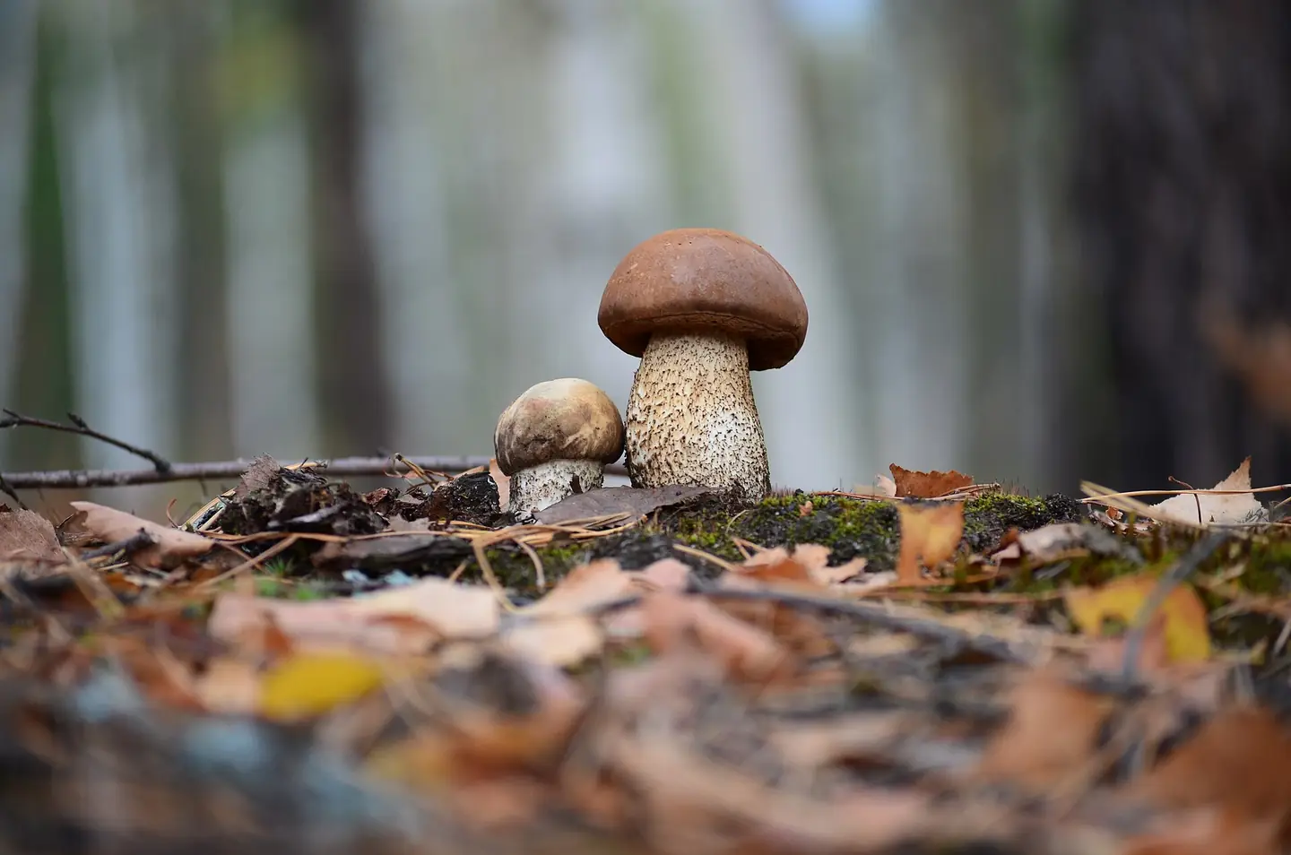 Brown Birch Bolete — photograph