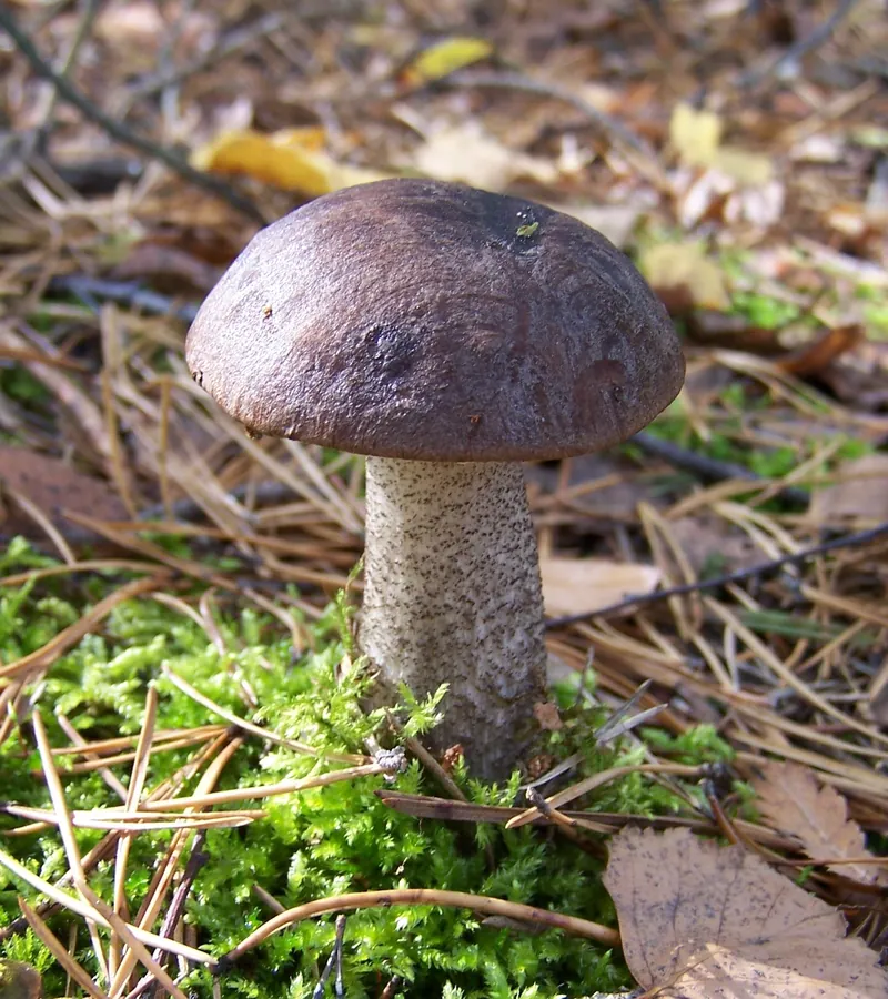 Brown Birch Bolete — photograph