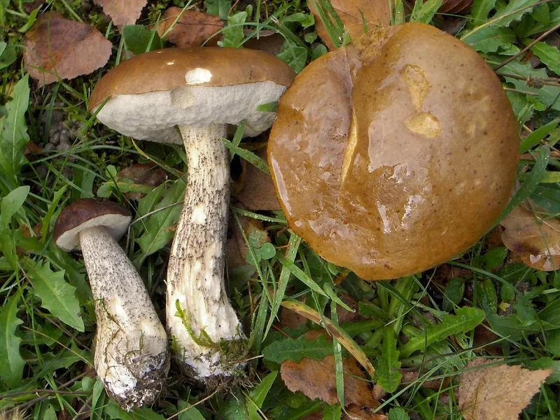 Brown Birch Bolete — photograph