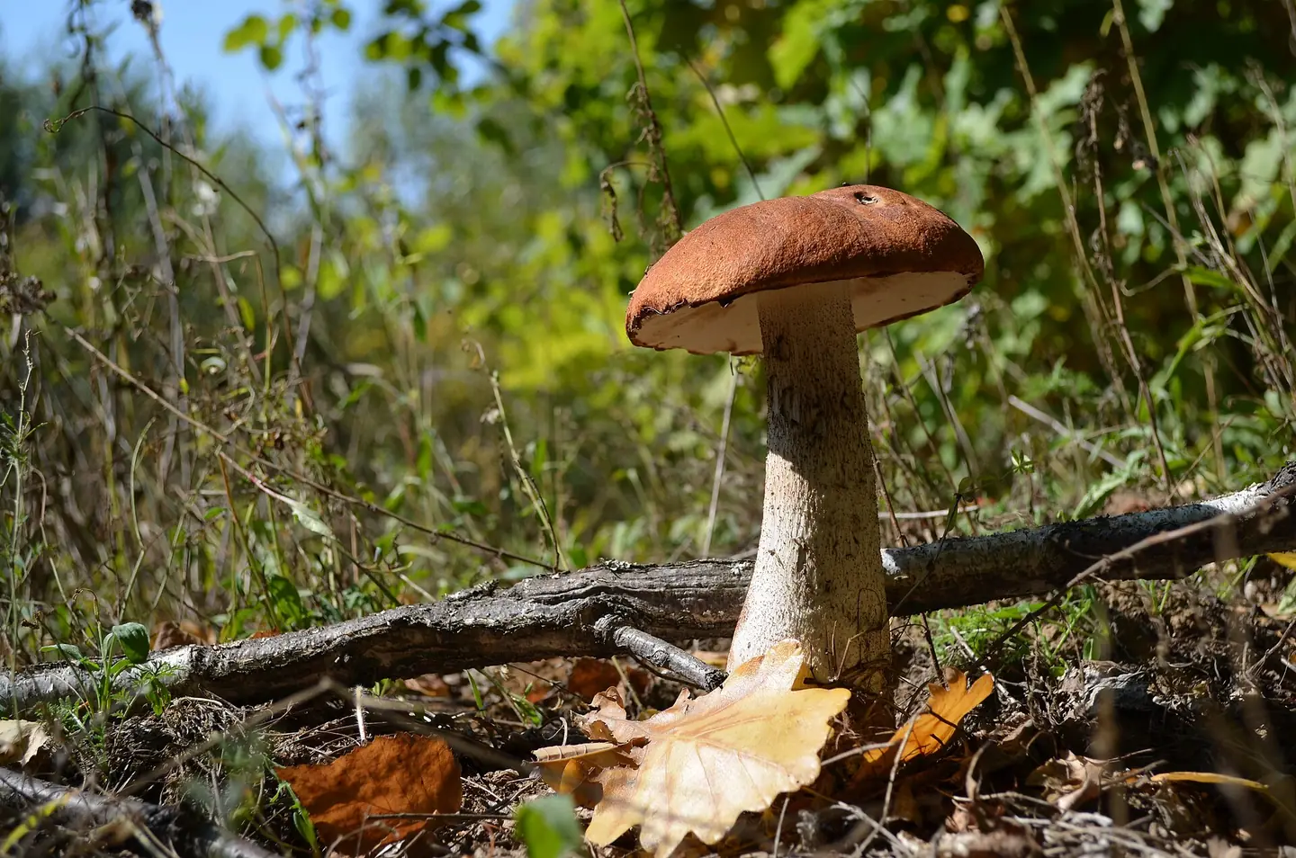 Orange Oak Bolete — photograph