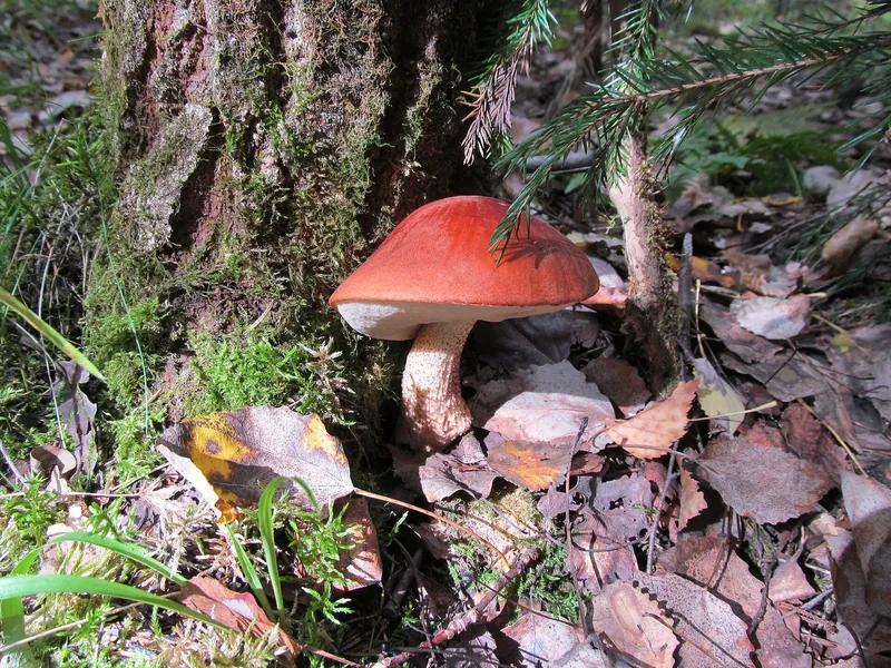 Orange Oak Bolete — photograph