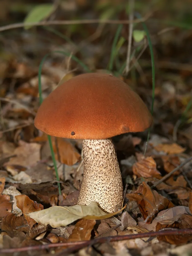 Orange Oak Bolete — photograph