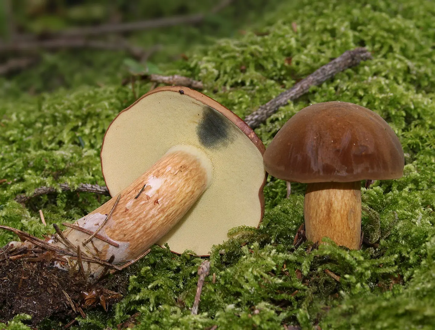 Bay Bolete — photograph