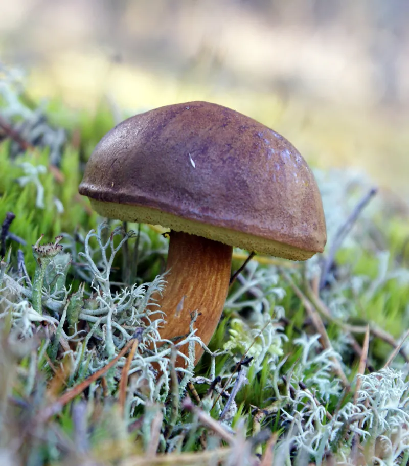Bay Bolete — photograph