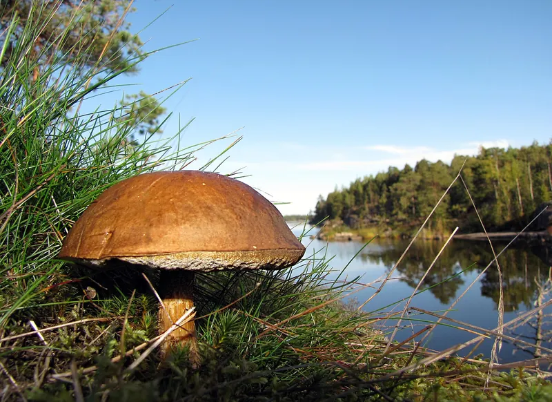 Bay Bolete — photograph