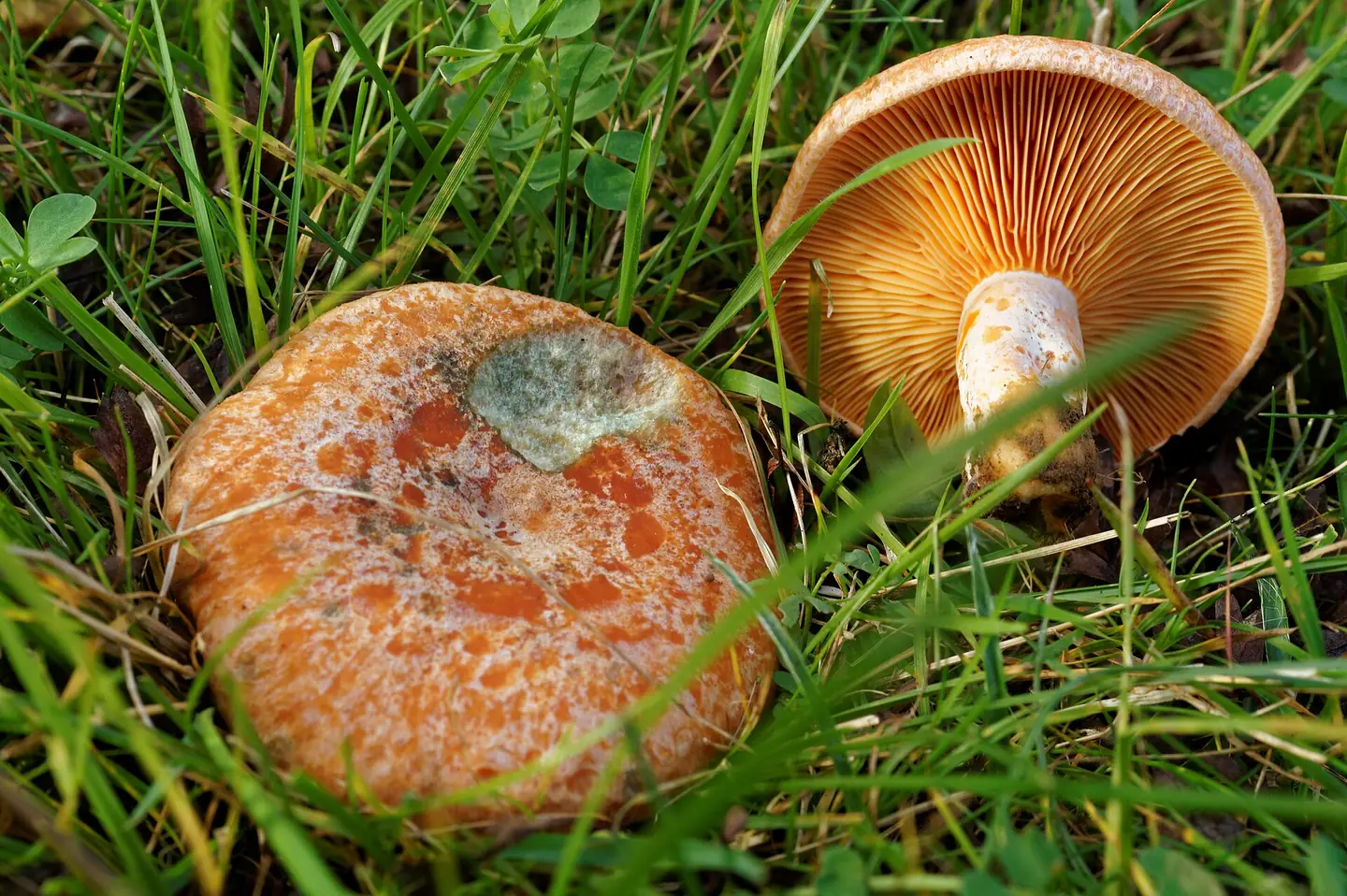 Saffron Milkcap — photograph