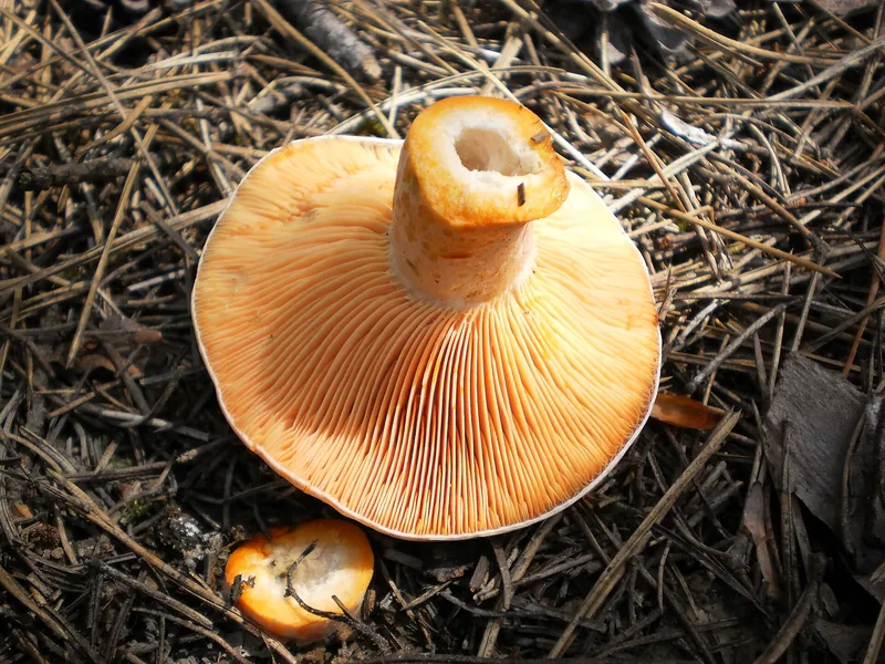 Saffron Milkcap — photograph