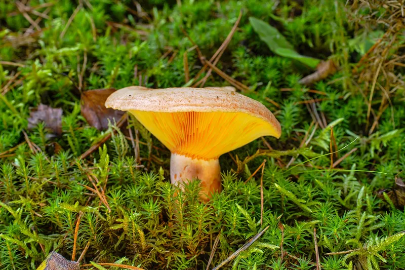 Saffron Milkcap — photograph