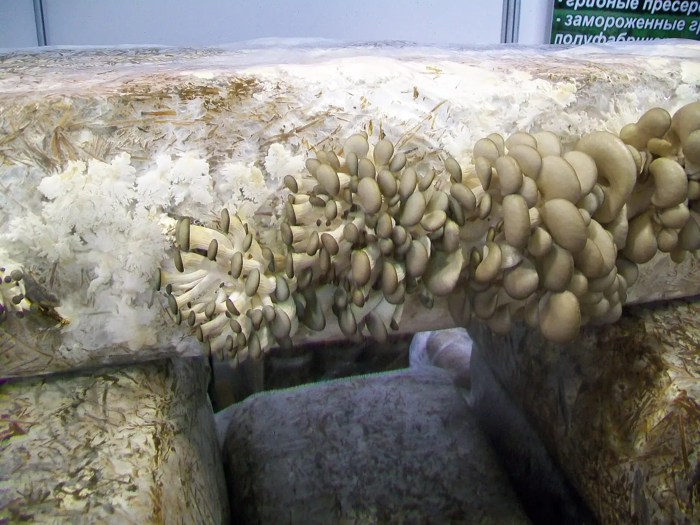 Oyster Mushroom — photograph