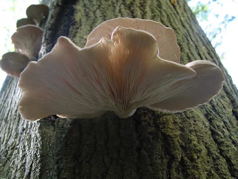 Oyster Mushroom — photograph