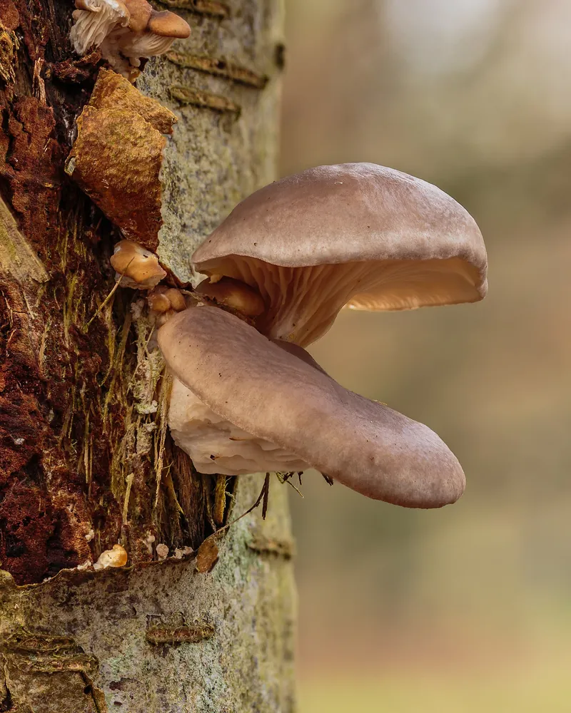 Oyster Mushroom — photograph