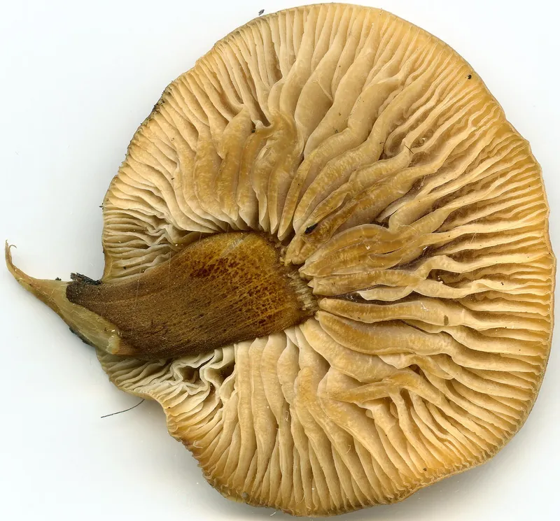 Velvet Shank — photograph